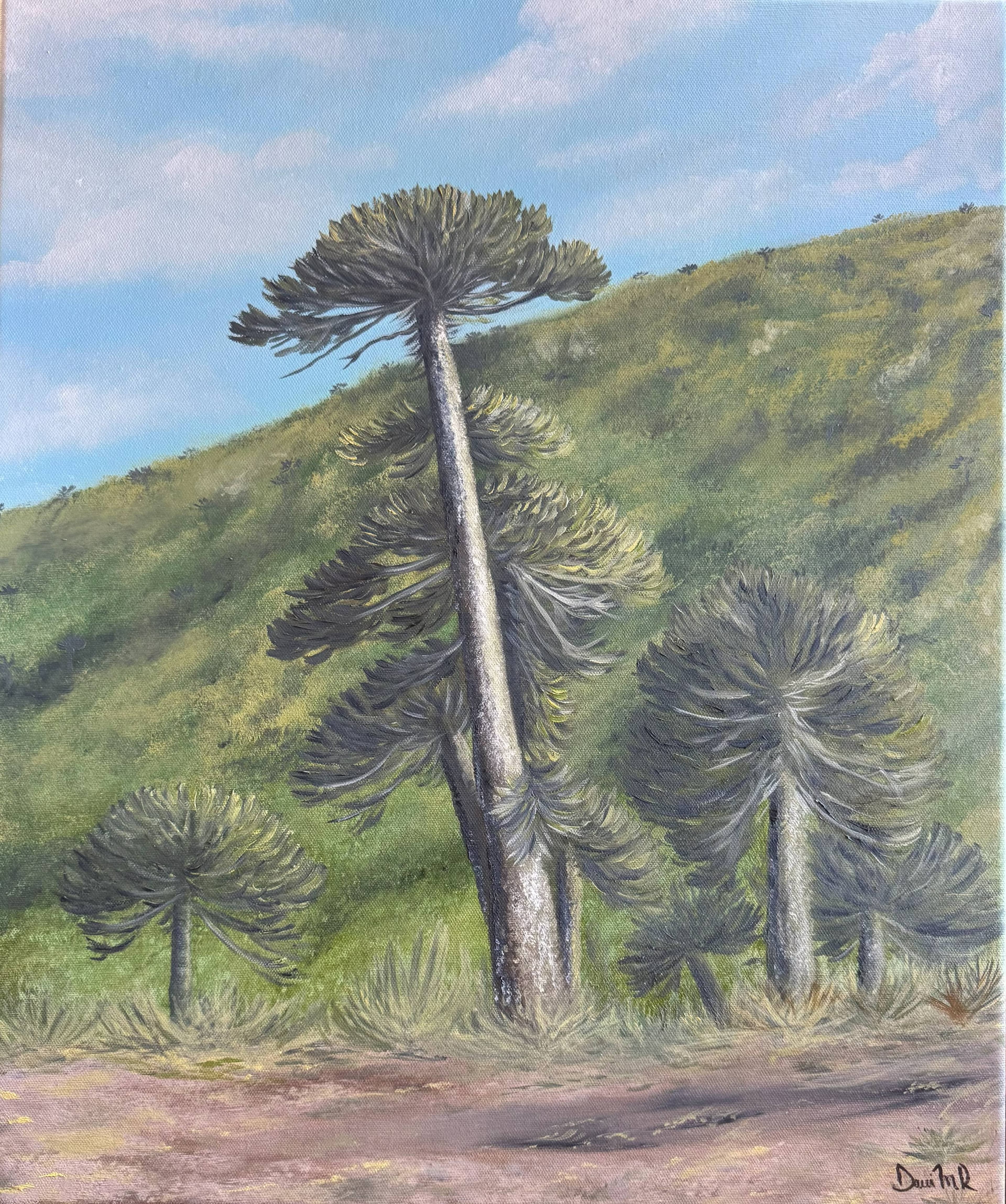 Araucaria Milenaria