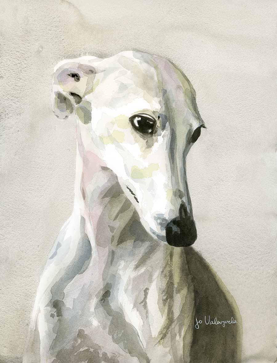 Galgo blanco