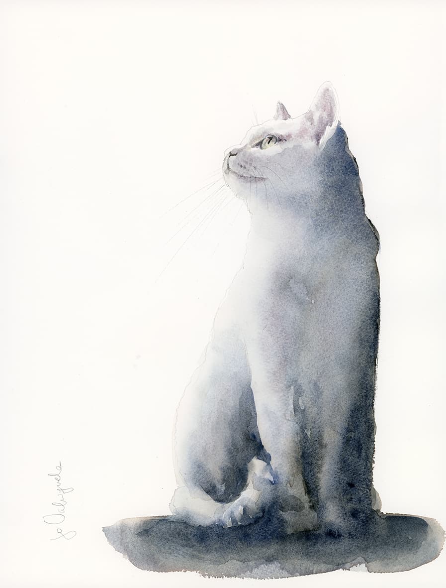 El gato y la luz