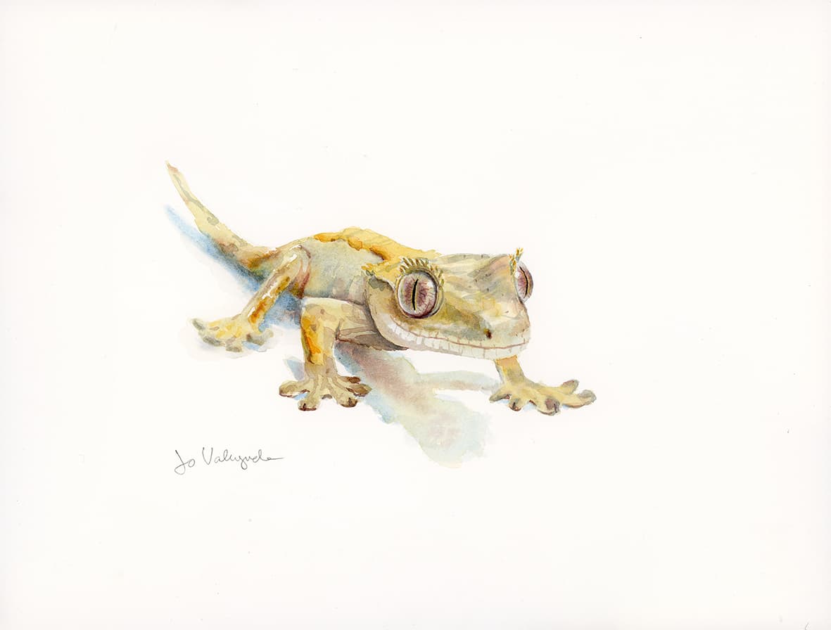 Gecko crestado